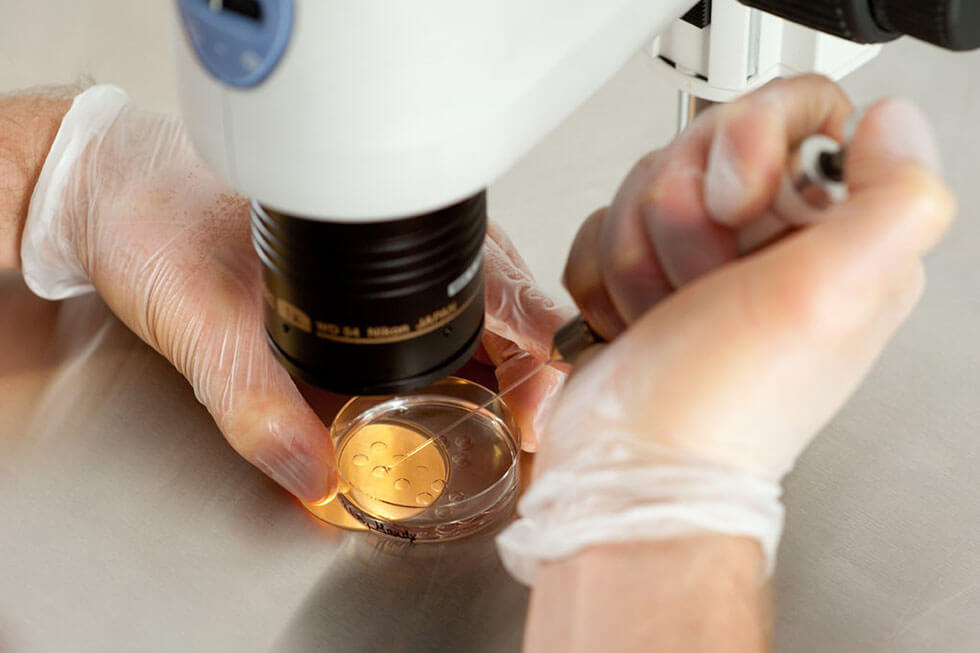 Embryonen unterm Mikroskop